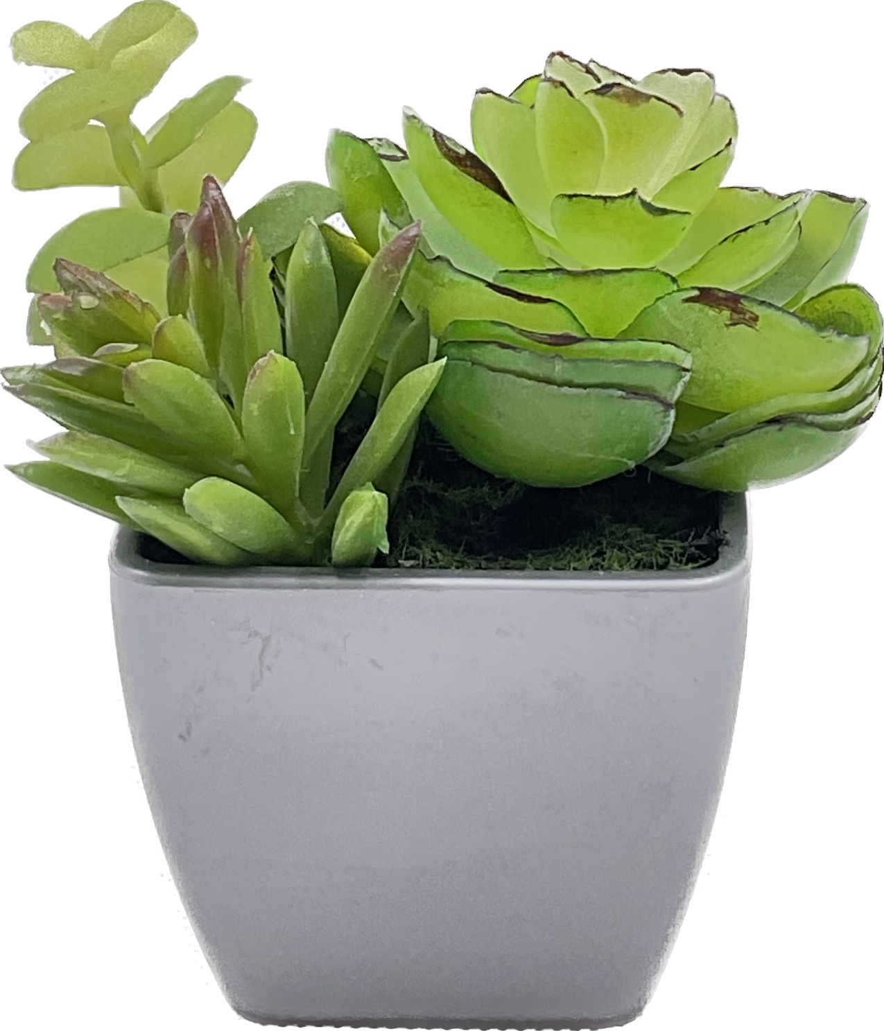 Small Size Succulent