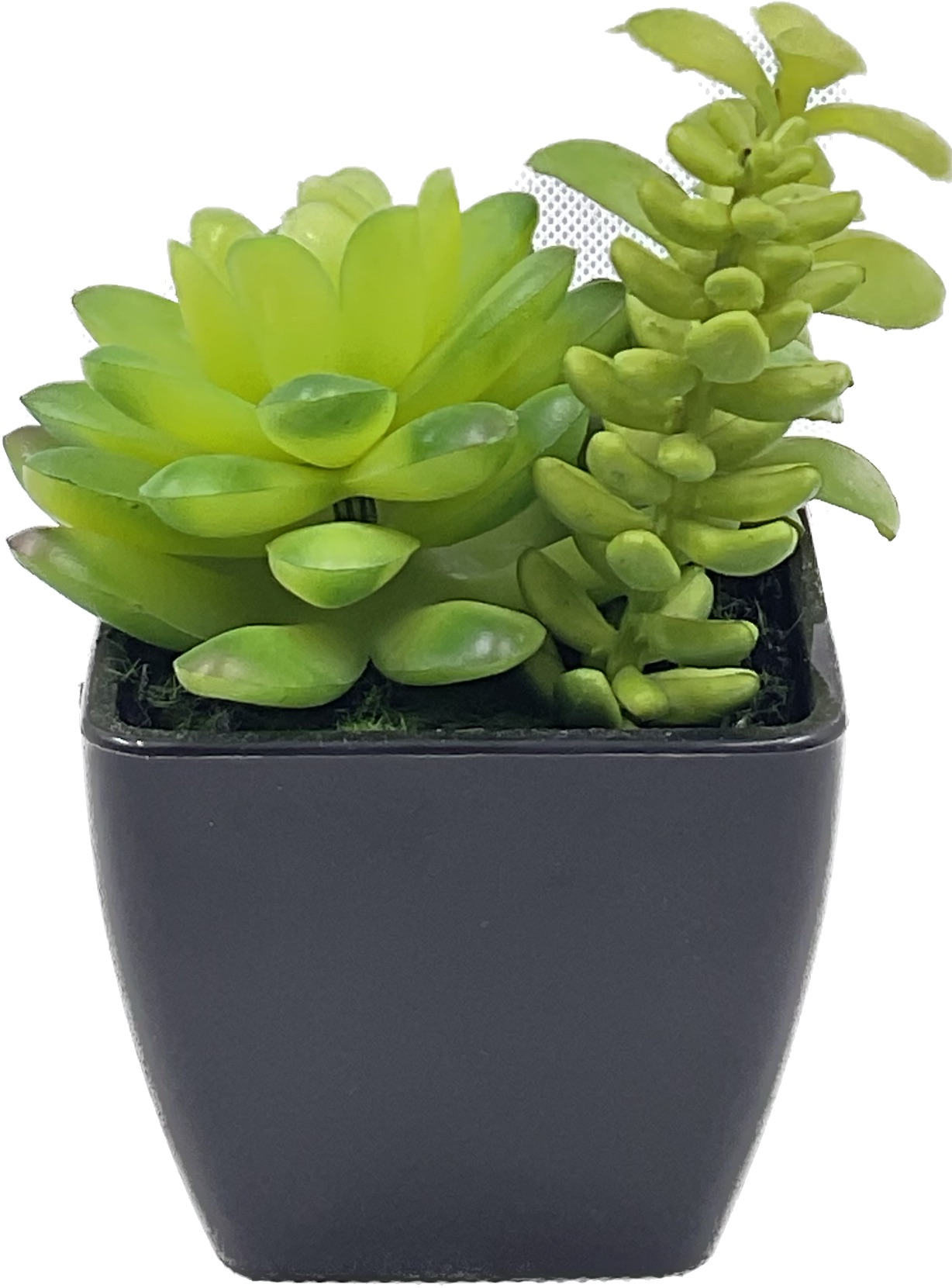 Small Size Succulent