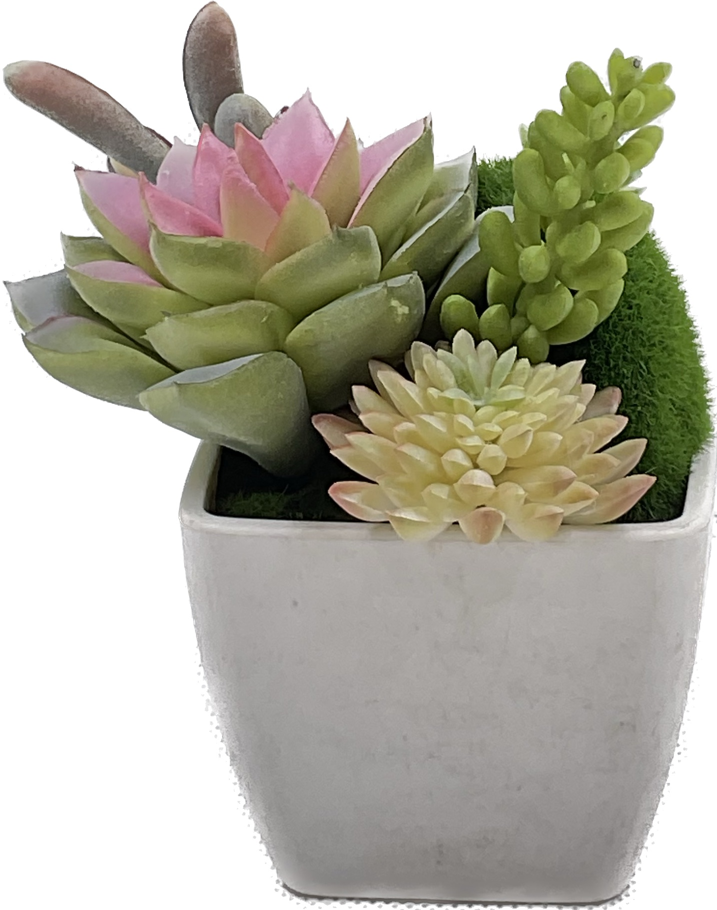 Small Size Succulent