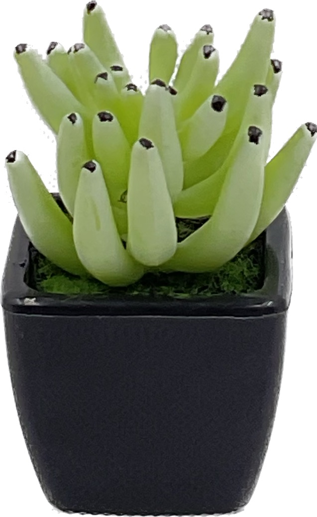 Small Size Succulent
