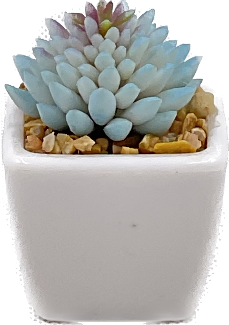 Small Size Succulent