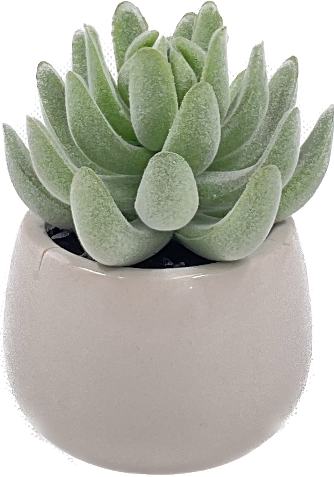 Big Size Succulent
