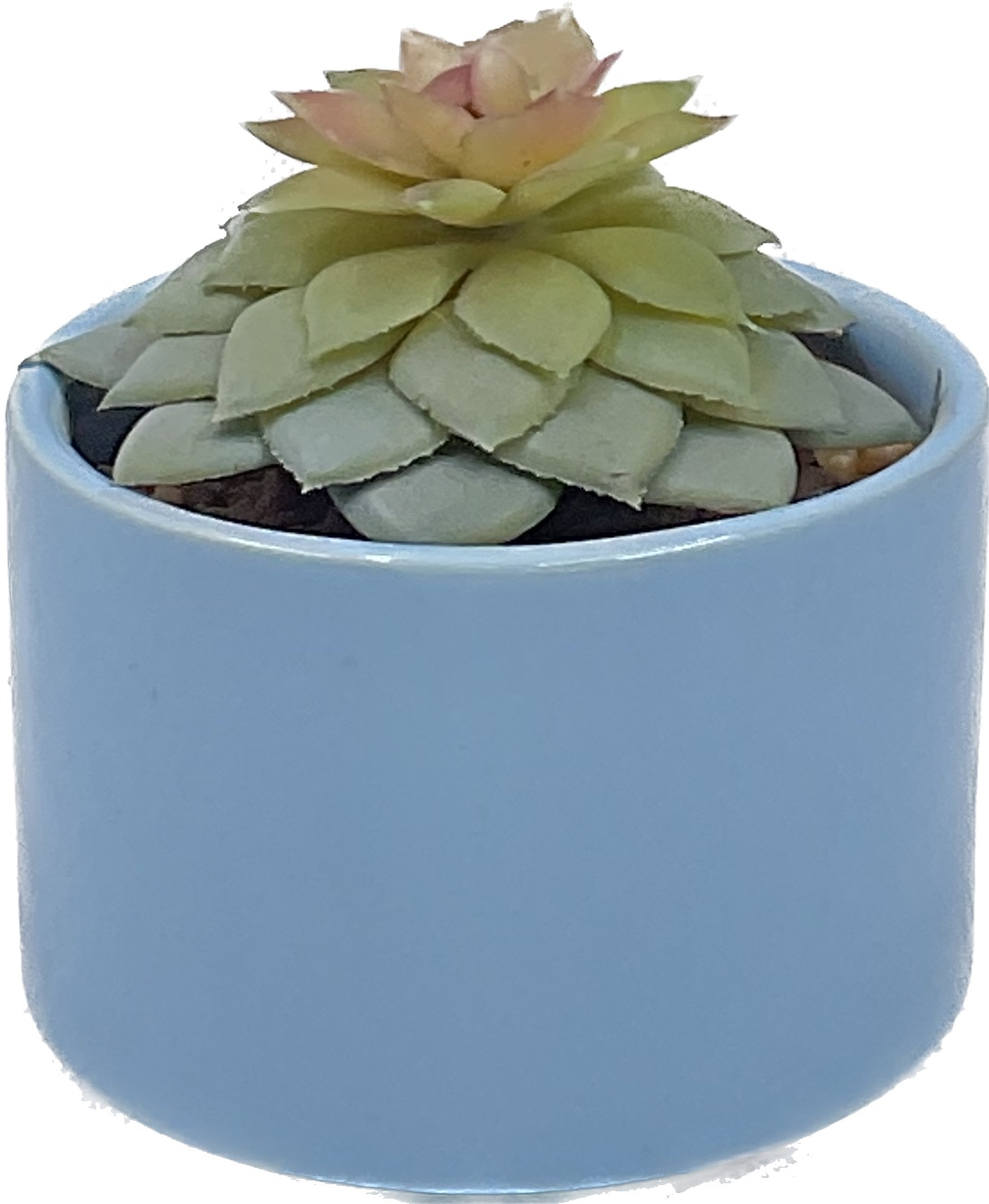 Big Size Succulent