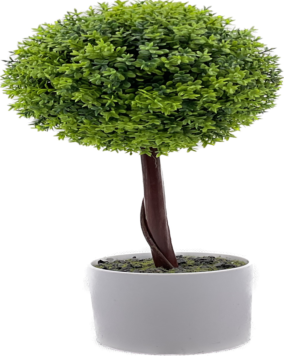 Plant Bonsai