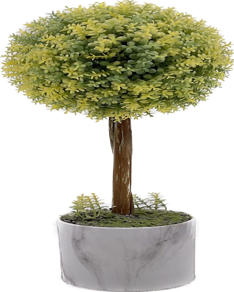 Plant Bonsai