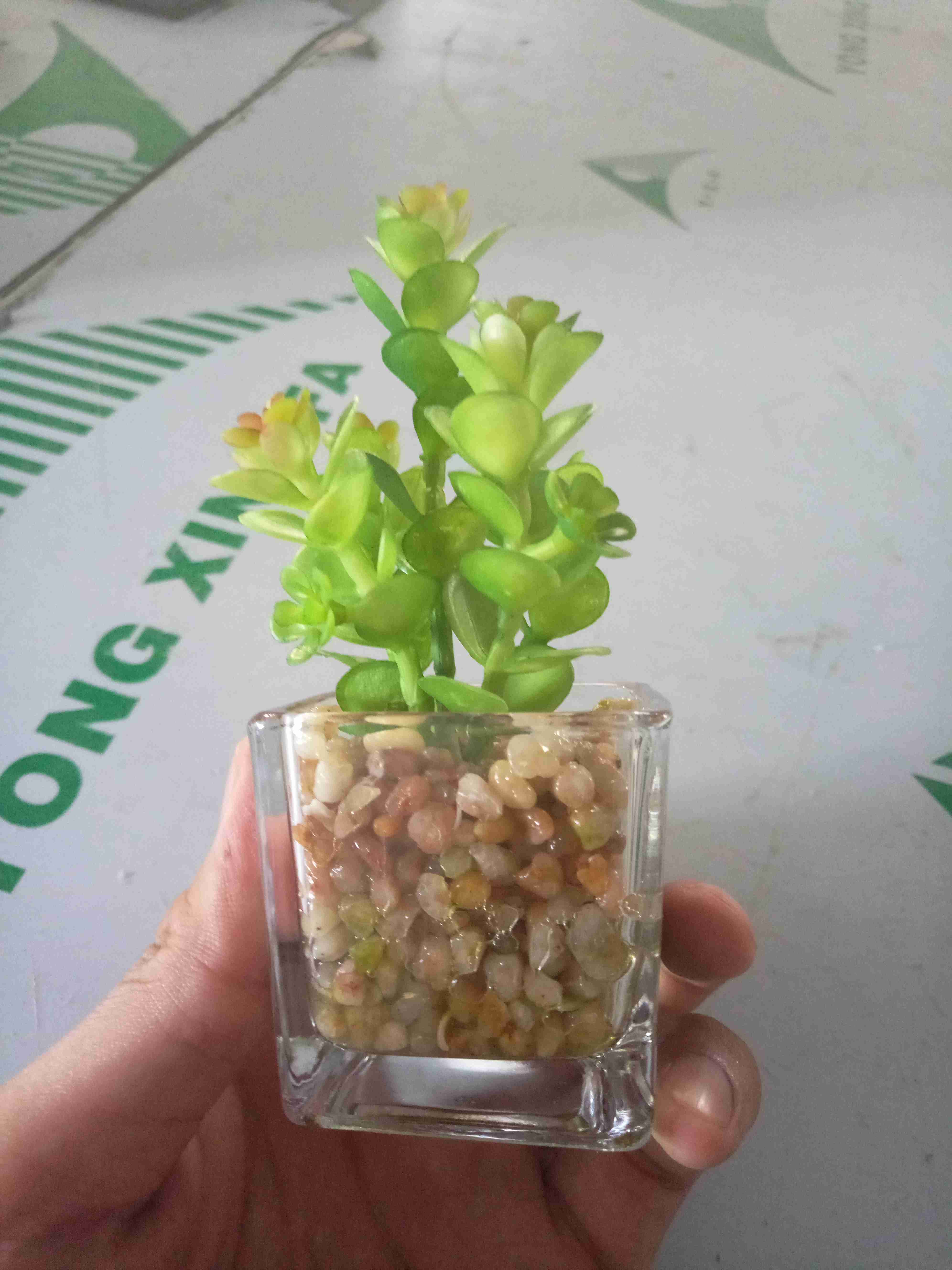 Make Small Succulent